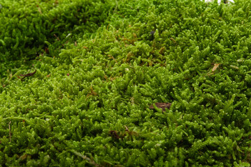 green moss isolated