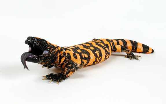 Gila monster, Gila-Krustenechse (Heloderma suspectum) 