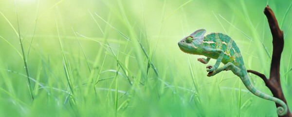 Green Chameleon with Natural grass on background