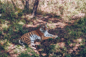 Fototapeta premium beautiful amur tiger relaxing on the ground