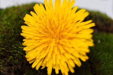 yellow dandelion flower in spring