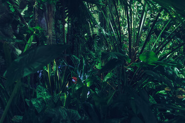dense tropical forest background