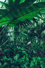 fan palm leaf and other tropical plants