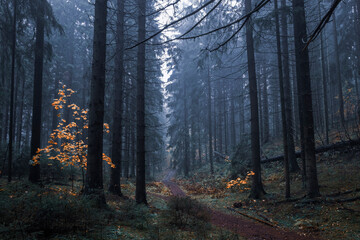 road in a gloomy foggy autumn forest