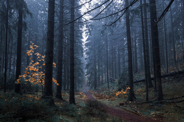 Obraz premium road in a gloomy foggy autumn forest