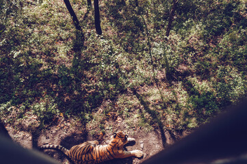 view from above on resting on the ground amur tiger