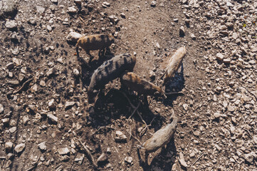 view from above on sounder of wild boars