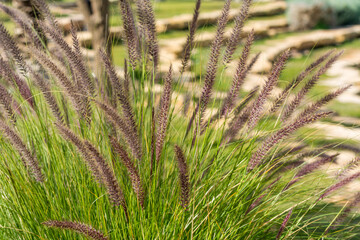 Closeup of fox tail flower of the genus Setaria growing in the oasis in Saudi Arabia