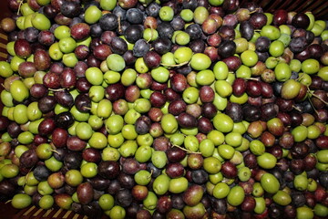Texture olives