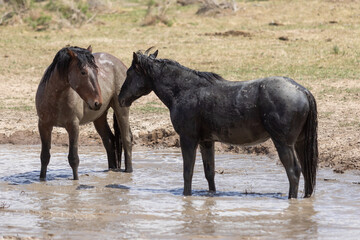 Wild Horses at a Utah Desert Waterhole