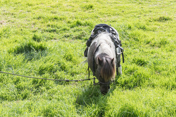 Pony alimentándose