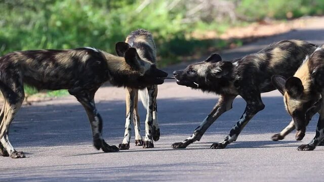 Wild Dog puppies playing a game of tug of war with a branch in Kruger National Park.