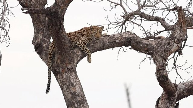 A leopard laying high up in a marula tree, Kruger National Park.