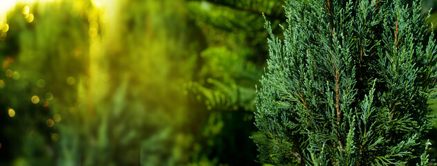 orange green pine nature for Christmas banner background