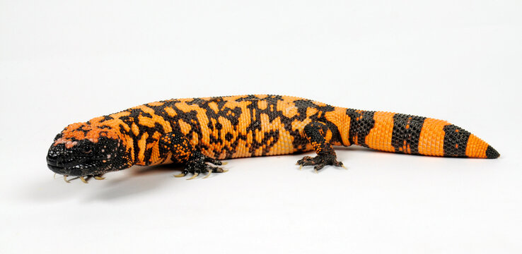 Gila monster, Gila-Krustenechse (Heloderma suspectum cinctum) 
