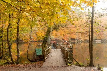 Naklejka premium Autumn colors. Colorful fallen leaves in the lake. Magnificent landscape. Natonial Park. Yedigoller. Bolu, Istanbul, Turkey.