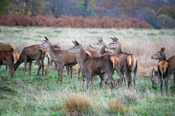 A heard of young deer stags or bucks observing the area