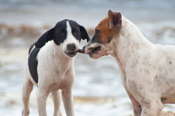 Spielende Hunde am Strand