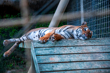 A big tiger sleeping in its nest.