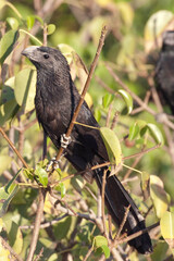 Vertical of a Groove-billed Ani, Crotophaga sulcirostris, on branch