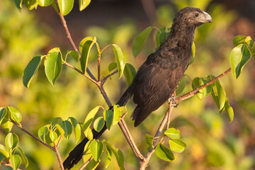 Groove-billed Ani, Crotophaga sulcirostris, perched on a small branch