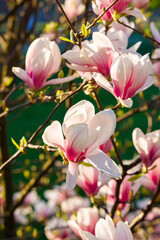 pink magnolia blossoms in morning light. beautiful nature background in springtime. bright sunny day. harmony concept