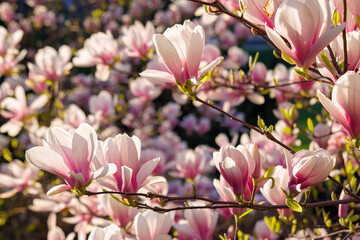 Fototapeta na wymiar pink magnolia blossoms in morning light. beautiful nature background in springtime. bright sunny day. harmony concept