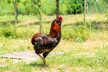 A colorfull rooster walks in a green meadow on a sunny day