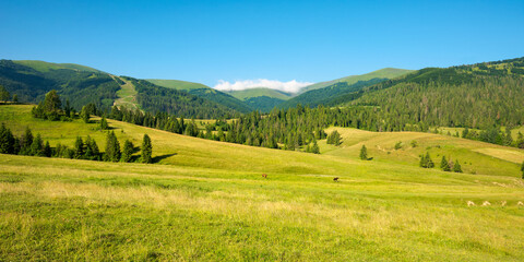 mountainous countryside in summertime. grassy field in front on the forest on rolling hills at the foot on the mountain range with alpine meadow beneath a blue sky with clouds