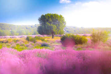 Kuyucak - Isparta N ever completely off the radar in recent years Kuyucak village with lavender...