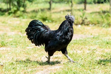 A rooster of the Ayan Cenami breed walks in a green meadow on a sunny day © Ion