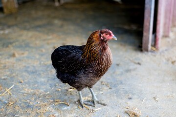 close-up of an isolated hen on the farm