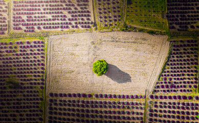 Kuyucak - Isparta N ever completely off the radar in recent years Kuyucak village with lavender...