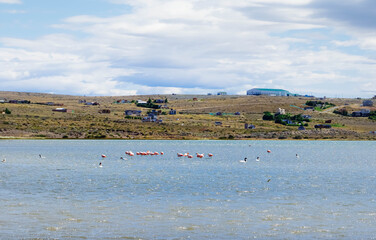 flamingos on the lake