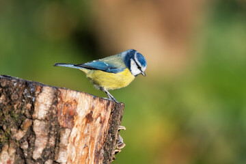 Blue Tit