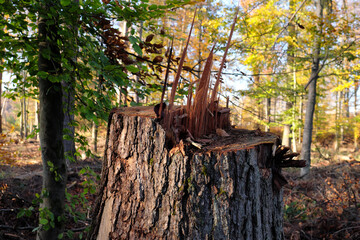 Frisch abgesägter einzelner Baumstumpf in gelichtetem Wald mit spitzen Holzresten am Fällschnitt - Stockfoto