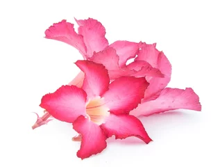Fototapeten Azalee Azalea pink isolated on white background  © Poramet