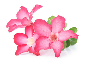 Fototapeta na wymiar Azalea pink isolated on white background