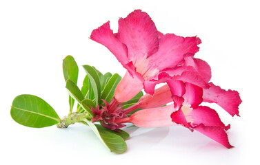 Azalea pink isolated on white background