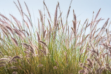 Closeup of fox tail flower of the genus Setaria growing in the oasis in Saudi Arabia