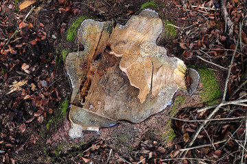 Draufsicht auf Baumstumpf im Wald - Stockfoto