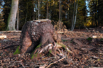 Baumstumpf und Wurzelwerk von großem Baum in abgeholztem Waldgebiet - Stockfoto