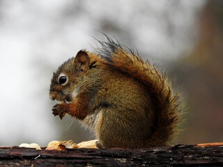 A squirrel and his peanut
