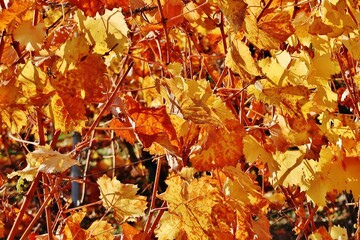 Weinlaub im Herbst
