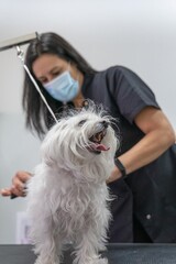 Woman cutting the hair of a white dog at a veterinary center