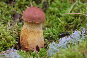 
Golden boletus grows in moss.