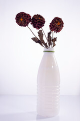 several dry dahlia flowers in a white plastic bottle on a white background. Environmental plastics pollution concept