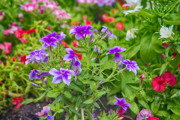flowers in the garden