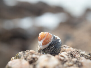 Coquillage à la mer