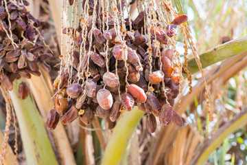 Ripe dates on the palm tree in the old Dariyah, Riyadh, the kingdom of Saudi Arabia